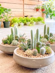 Fat plants san diego succulent soil. Succulent And Cacti Planters Wildfloradesign Com Wildflora Los Angeles Florist Ventura Blvd Studio City Succulent Garden Diy Succulent Garden Design Plants