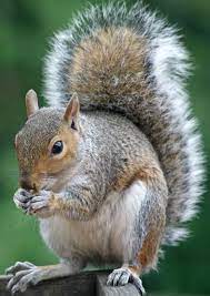 Squirrel Big Tail Squirrel Funny Squirrel Pictures Cute Squirrel