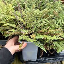 Image result for Cheilanthes