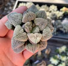 Image result for Pavetta pygmaea