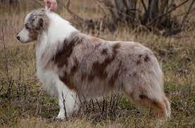 Talantlivyj Ohrannik Www Moizoomir Ru Australian Shepherd Aussie Dogs Dog Life