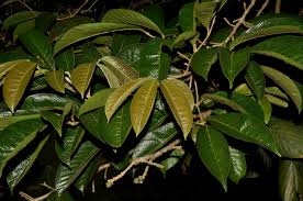 Image result for Canarium