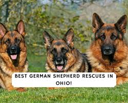 We do not ship puppies, we prefer to meet our puppies' new families in person here at our kennel and home. Best German Shepherd Rescues In Ohio 2021 We Love Doodles