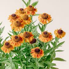 Image result for Helenium autumnale