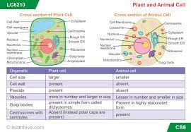 Maybe you would like to learn more about one of these? Image Result For Cell Structure Year 7 Cells Lesson Cell Parts Plant And Animal Cells