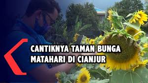 Biasanya masyarakat lebih mengenal lokasi taman bunga nusantara berada di daerah puncak bogor, namun lokasi sebenarnya sudah masuk daerah cianjur. Cantiknya Taman Bunga Matahari Di Cianjur Youtube