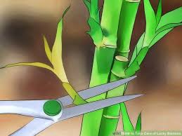 Nothing is going to bring it back, but the rest may be saved. How To Take Care Of Lucky Bamboo Laptrinhx