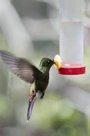 A vacuum feeder has a container that drains the nectar into a reservoir with feeding ports. The 5 Best Hummingbird Feeders For Your Backyard Gardener S Path