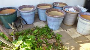 Maybe you would like to learn more about one of these? Cara Tanam Pokok Buah Tin Kebuna Pokok Tin Putrajaya