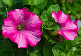 They should branch out with vigor. How To Grow Petunias Add Easy Summer Color To Your Garden Gardeningetc