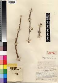 Image result for Tinospora fragosa