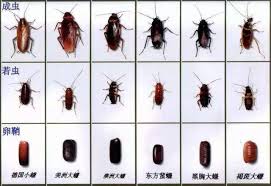 He was beaten by his father and went to germany to cure his broken leg. å¤´æ¡æ–‡ç« 