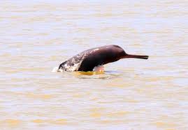 Dolphin Population Declines In Indias Only Dolphin Sanctuary