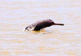 dolphin population declines in indias only dolphin sanctuary