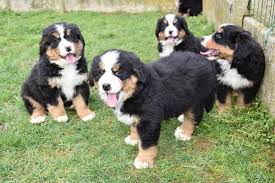 U moet regelmatig met uw hondje wandelen om spiermassa te kweken. Berner Sennen Pups Kopen Bulldogs Pinschers En Molossers