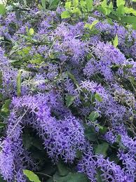 Image result for Petrea volubilis
