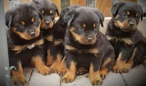 On this rottweiler names page we've tried to come up with names that actually fit the characteristics. 95 Rottweiler Dog Names Cool Rottie Names For Tough Puppies
