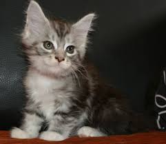 Plusieurs facteurs influencent la bonne entente entre les chats d'une maison, tels que la façon dont ils ont été pour l'achat d'un maine coon chaton en élevage, il faut compter en moyenne entre 900 € et 1200 €. Annonce Chat Chaton Saint Illiers Le Bois 78980 9926852027