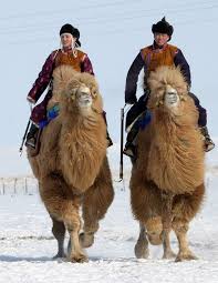 Almost two weeks ago, at an earlier downing street press conference, chief scientific advisor sir patrick vallance unveiled his horror graph now it's a quarter of a million. Camels Riders Animals Mongolia Camels