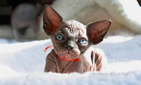 The sphynx originated in 1966 in toronto, ontario, with a kitten named prune who's mother was a black and white domestic short hair. Sphynx Cat Breeders Ohio Kittysites Com