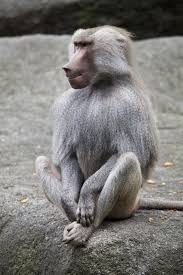 Baboon What A Funny Looking Thing Baboon Animals Wild Primates