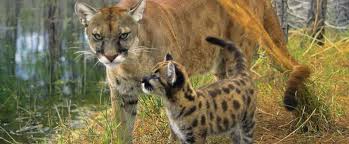 Your best resource for information about animal movement requirements is the state animal health official (usually the state veterinarian) in your state of destination. State Animal Of Florida Einfon