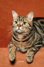 Shorthair Cat Breeds | Britannica