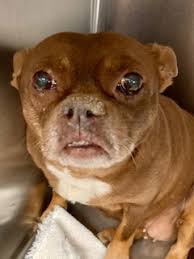 Everything you need to know about owning a french bull dog puppy!!welcome to today's episode of the canine show and today we're. Dog For Adoption Daisy Friday 2 Adoption Pending A Boston Terrier French Bulldog Mix In Belleville Nj Petfinder