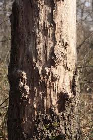 Surf forecast graph with detailed height, direction and period for swell waves Meroke Preserve Bellmore Ny Patch