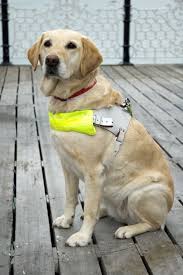 10 000 Number Of People Who Rely On Guide Dogs In The United States And Canada Therapy Dogs Autism Service Dogs Service Animal