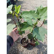 Mudahnya tanam ubi keledek dalam pasu. Pokok Roselle Dalam Pasu