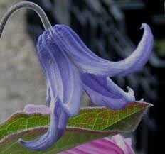 Image result for Emilia integrifolia