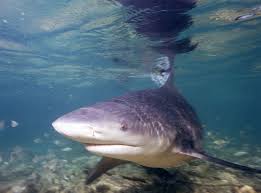 Bull Shark Carcharhinus Leucas Animals A Z Animals
