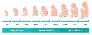 Semana 15 Cambios Fisiologicos Del Bebe Y La Madre Durante El Segundo Trimestre Embarazo Y Maternidad