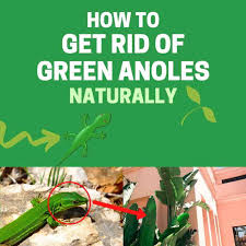 How to catch a lizard. How To Get Rid Of Green Anoles In The Garden Naturally Bugwiz