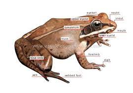 animal kingdom amphibians frog morphology of a frog image visual dictionary online animals amphibians frog