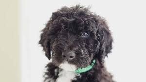 The breeder will want to get to know you and develop a relationship. Barbet Price Temperament Life Span