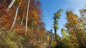 Solothurn (schweizerdeutsch soledurn, französisch soleure, italienisch soletta, rätoromanisch ) ist ein kanton in der deutschschweiz und zählt aufgrund seiner gliederung in gewissen gebieten zur grossregion espace mittelland sowie auch zur nordwestschweiz. Kanton Solothurn Forster Und Ihre Lieblingsbaume Sie Stellen Die Baume Vor