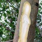 Image result for Maesopsis eminii