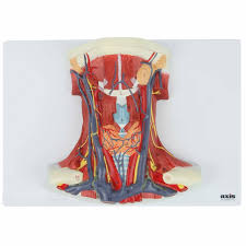 It later unites to create the basilar artery in a complex named. Axis Scientific Neck And Throat Model With Muscles Veins And Arteries