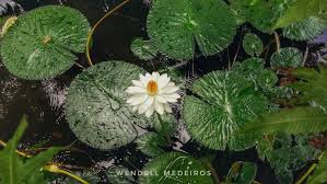 Image result for Nymphaea lotus