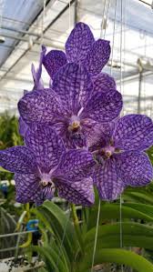 Well my son, i would say being a teenager is making impromptu trips to jewel osco to buy cupcakes for yourself while internally crying. Lillian K Floral Manager Jewel Osco Linkedin