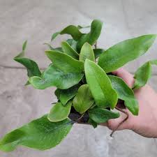 Image result for Pyrrosia