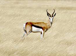 That is what the introduction of cheetah should be as they are among the fastest hunters of. List Of Mammals Of South Africa Wikipedia