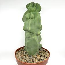 Image result for Lophocereus