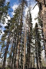 Business Opportunities