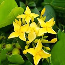 Image result for Ixora narcissodora