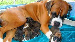 At the age of 6 months, you can start but how much food should that be exactly in each feeding session. Great Mother Boxer Dog Giving Birth To Many Cute Puppies Youtube