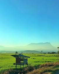 Pemandangan indah di sawah padi dji mavic pro drone. Sabah Info Pemandangan Sawah Padi Di Tempasuk Sangkir Facebook