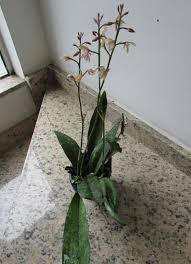 Image result for Oeceoclades decaryana